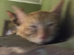 -猫猫幼稚园·撸猫·桌游·电玩
