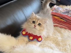 -东方名猫馆·英短金渐层布偶猫舍(环线广场1号楼店)