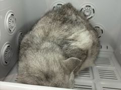 -车接车送·寄养洗护·德文猫舍(大宁店)