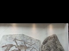 -辽宁古生物博物馆