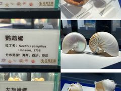 -贝壳王国博物馆