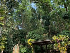 -深圳仙湖植物园