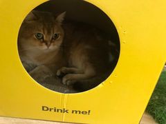 -滚猫咖啡·猫咖·猫友好撸猫(未来城店)