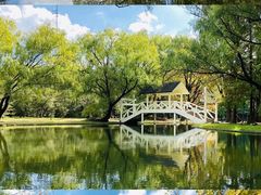 -上海共青森林公园