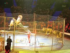 -珠海横琴长隆《卡卡虎奇遇记》