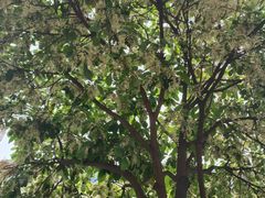 -桂林肥仔·中华餐饮名店(园湖店)