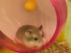 -龙猫仔乐园(惠福东路店)