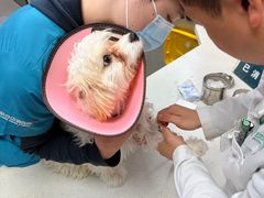 -联合动物医院(光谷诊疗中心)