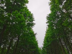 -云碧峰国家森林公园