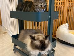 -Catmate·猫肥家润(金润铂宫店)