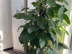 -北亚国超特斯拉授权钣喷中心