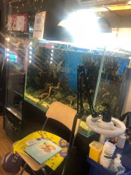 点击看大图 -MDZ STORE·TATTOO·耳饰
