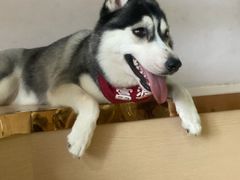 -Husky Go! 哈士奇体验馆·宠物咖啡厅狗咖