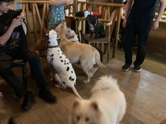 -萌喵咖啡屋(人民东路4号口M16商铺店)