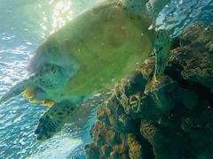 -上海海洋水族馆