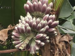 -霸王岭国家森林公园