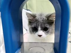 -喵汪萌宠屋旗舰店.洗澡美容.猫狗基地