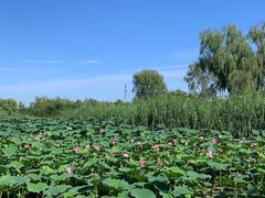 -大兴滨河森林公园