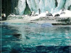 -帝企鹅自助餐厅•儿童岛•真企鹅(长隆企鹅酒店)