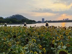 -顺峰山公园