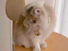 -爱侣宠医·鹦鹉专科·小型哺乳类·异宠专科(灵石路店)