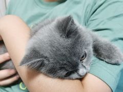 -lincat·猫舍(广州店)