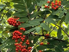 -莫尔道嘎国家森林公园