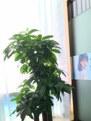 -武汉五洲整形外科医院