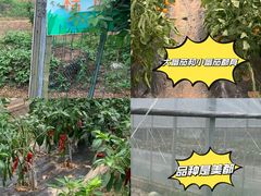 -前小桔亲子创意农场·草莓采摘·露营烧烤