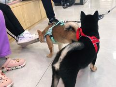 -中农大我爱我爱动物医院·核磁CT·猫病·24小时夜诊中心(石佛营店)