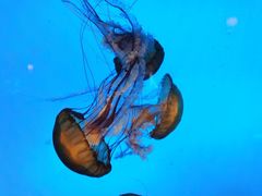 -太平洋海底世界