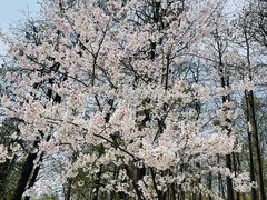 -上海共青森林公园