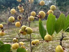 -上海佘山国家森林公园天马山园