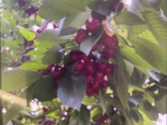 -田趣农庄草莓采摘园