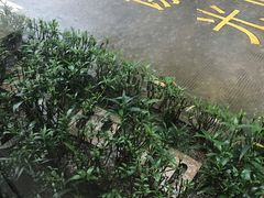 -麦当劳(新新大道岗丰店)