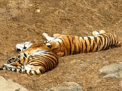 -大连森林动物园