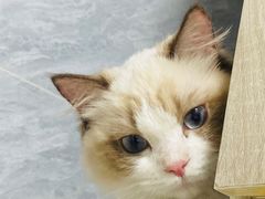 -lincat·猫舍(广州店)