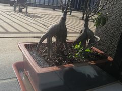 -一品淮扬 · 淮扬菜·北京万达文华酒店