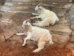 -Zoolung Zoolung动物主题公园(海信广场店)