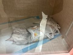 -全心全意连锁动物医院·微创中心·内科急重症·心脏专科(丰管路店)