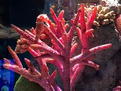 -暹罗海洋世界