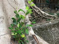 -九龙公园