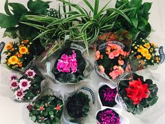 -龙大花卉苗木市场