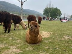 -大连铭湖国际观光牧场
