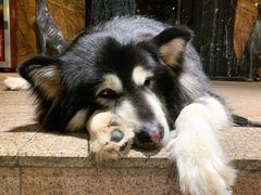 -more than meow吴止猫主题餐厅(承德 中船汇店)