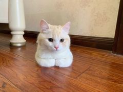 -瑞鹏宠物医院犬猫全科(真大分院)