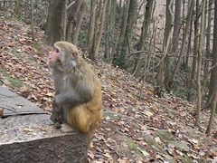 -黔灵山公园