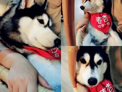 -Husky Go! 哈士奇体验馆·宠物咖啡厅狗咖