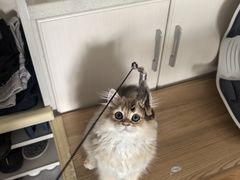 -瑞派宠物医院·犬猫全科·猫友好(宾水西道店)