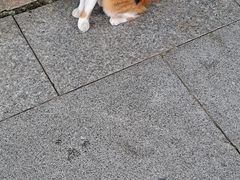 -龙华寺